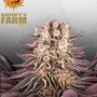 Cannabis seeds Mimosa x Orange Punch from Barney's Farm